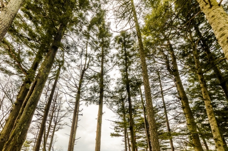 Thin-long trees in a forest from a look-up aspect