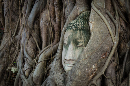 Ancient Buddha's face in a treeの写真素材