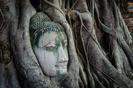Ancient Buddha's face in a treeの写真素材