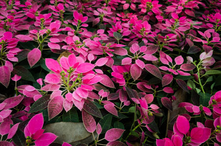 a garden of plants with pink leavesの写真素材