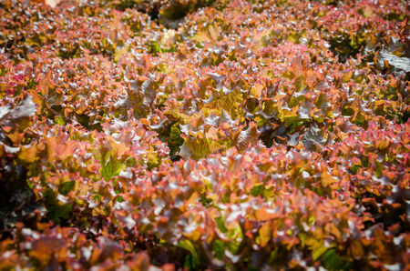 red-coral lettuce garden under sunlightの写真素材
