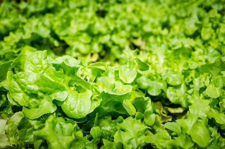 Green-coral lettuce under sunlightの写真素材