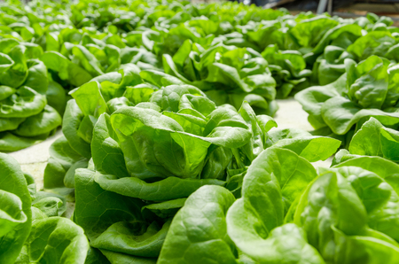 Baby-butterhead lettuce garden under sunlightの写真素材
