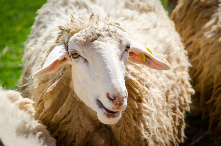 a white fluffy sheep staringの写真素材