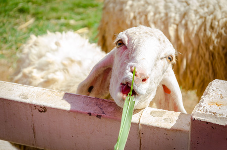 a white sheep eating a leafの写真素材