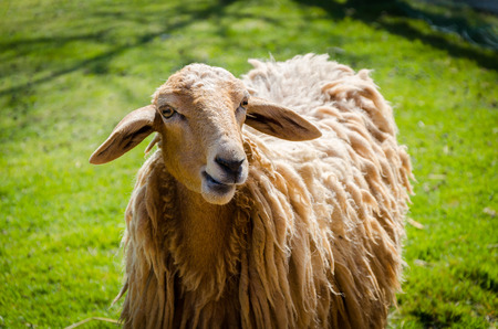 a golden fluffy sheep staringの写真素材