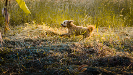 a small dog running on strawsの写真素材