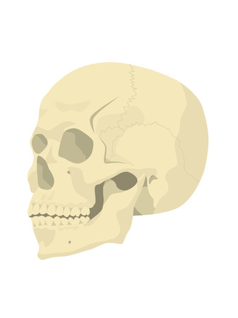 side view of a human skullのイラスト素材