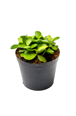 Small green plant in a black potの写真素材