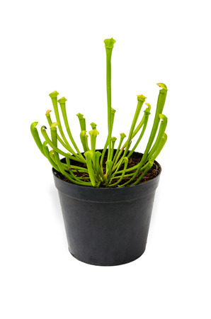 Sarracenia in a black pot with white backgroundの写真素材