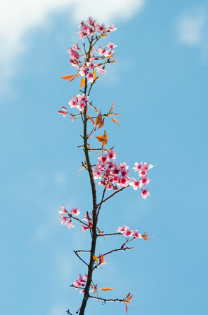 Pink Wild Himalayan Cherry with yellow leaves and blue skyの写真素材