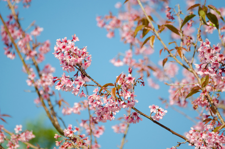 Pink Wild Himalayan Cherry with yellow leaves and blue skyの写真素材