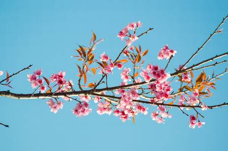 Pink Wild Himalayan Cherry with yellow leaves and blue skyの写真素材