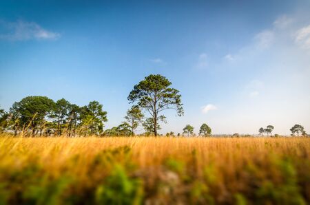 trees with dry grass fieldの写真素材