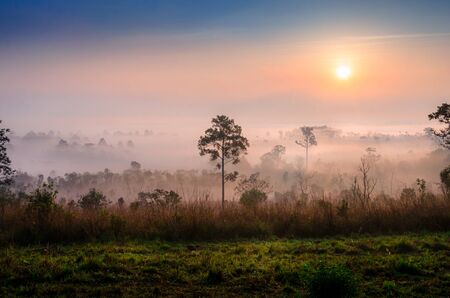 trees in the day with a lot of fog under the sunlightの写真素材