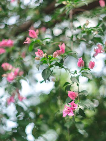 background of pink flowers with green leavesの写真素材