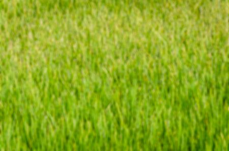 abstract background of green and yellow vertical lineの写真素材