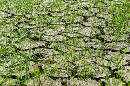 cracked ground with green grassの写真素材