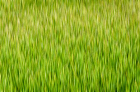 abstract background of green and yellow vertical lineの写真素材