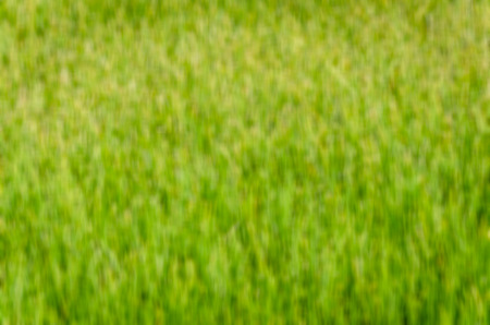 abstract background of green and yellow vertical lineの写真素材