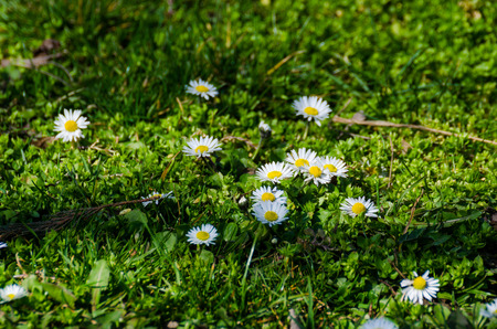 close-up of white daise and green grassの写真素材