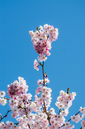 Pink Wild Himalayan Cherry with yellow leaves and blue skyの写真素材