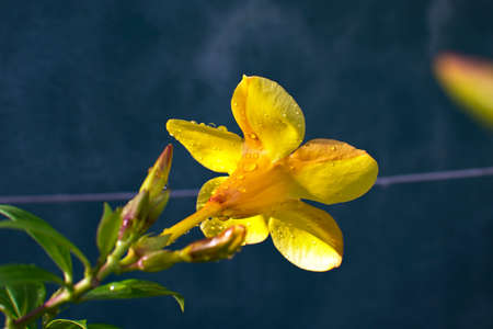 Beautiful Yellow allamanda flower with rain drops on it