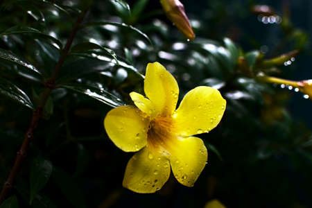 Beautiful Yellow allamanda flower with rain drops on it