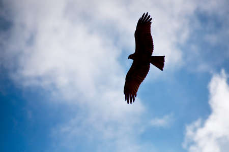 Silhouette of the hawk in flight under the bright sun and cloudy sky