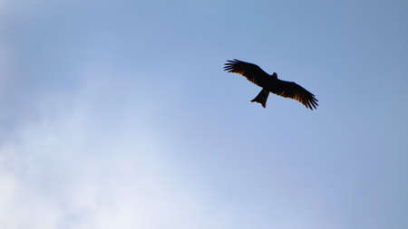 Silhouette of the hawk in flight under the bright sun and cloudy sky
