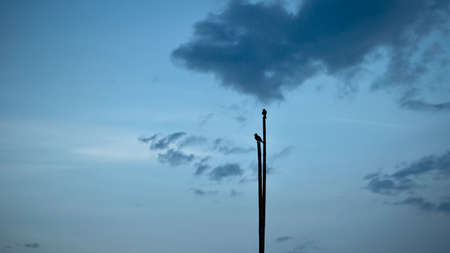 Silhouettes Photography.Two red-vented bulbul (Pycnonotus cafer) birds perching on the bamboo edge against the background of a evening blue skyの写真素材