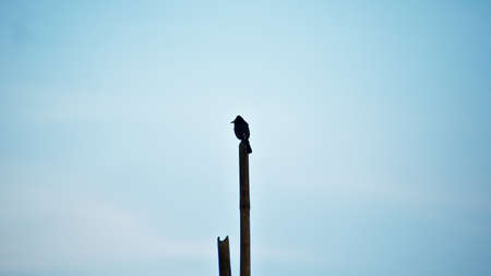 Silhouettes Photography.A red-vented bulbul (Pycnonotus cafer) birds perching on the bamboo edge against the background of a evening blue skyの写真素材