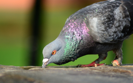 Difabel pigeon which has only one leg was finding some foodsの写真素材