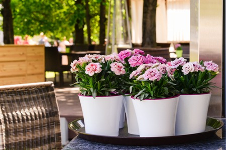 A summer gazebo in the garden is shot in the daylight in the sunlightの写真素材