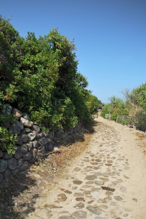 Path paved with soil by vegetation and clear sky. vertical imageの写真素材