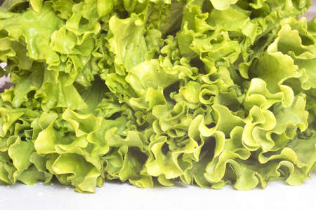 Plant fresh lettuce, leaves of vibrant greenの写真素材