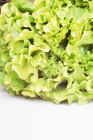 Plant fresh lettuce, leaves of vibrant greenの写真素材