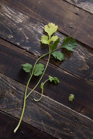 fresh coriander or cilantro on wooden backgroundの写真素材