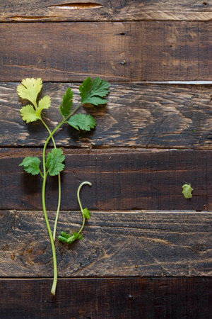 fresh coriander or cilantro on wooden backgroundの写真素材