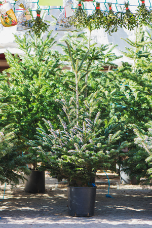 Christmas trees in pots for sale, in the christmas market of Europeの写真素材