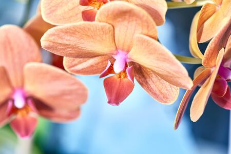 Orange Phalaenopsis Orchid flower house plant. Floral background. Selective close-up focus.の写真素材