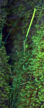 Beautiful moss (Bryophyta) and grass.  Macro close-up photo.