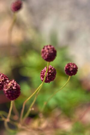 Flowes of burnet (lat. Sanguisorba officinalis). Selective focus.の写真素材