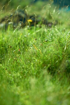 Close-up view of green grass and flowers on the morning meadow. Abstract natural background.