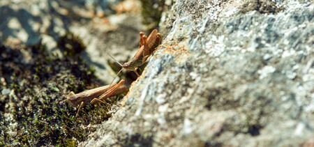 Two grasshoppers on the gray stone. Macro close-up focus.の写真素材