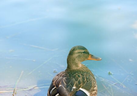 Wild brown duck with blue water background. Photo with copyspace.の写真素材