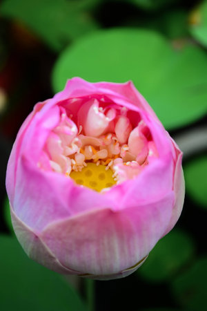 pink lotus with backgroundの写真素材