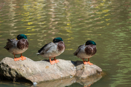 mallard duck stand on rockの写真素材
