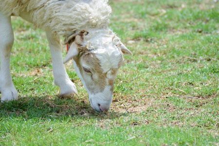 sheep eat grass in the farmの写真素材