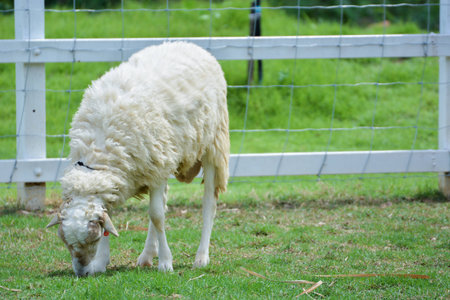 sheep eat grass in the farmの写真素材